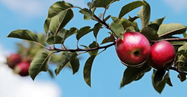 Does an apple a day keeps the doctor away is truly works? apples, apple tree, fruits-2788651.jpg