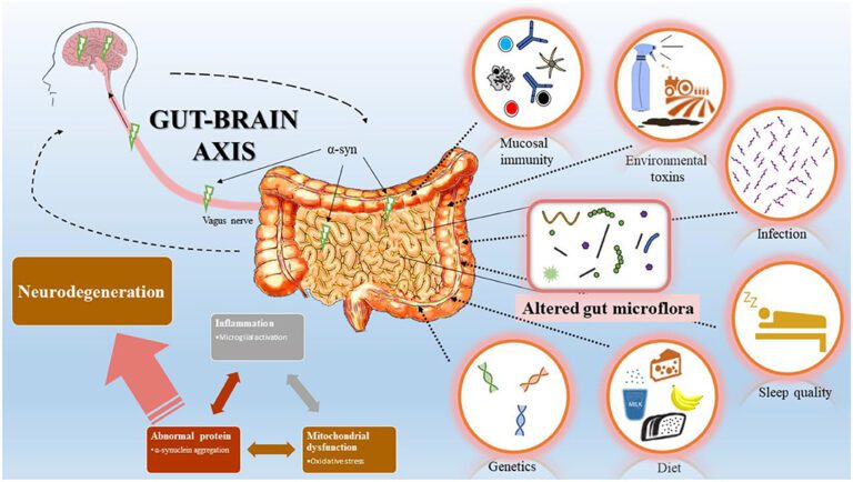 GUT BRAIN CONNECTION: HOW YOUR GUT AFFECTS MENTAL HEALTH gut-brain-connection